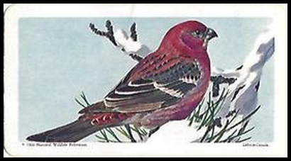 39 Pine Grosbeak